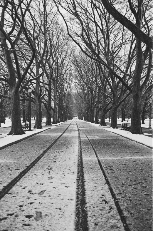 a long pathway that is near trees and snow