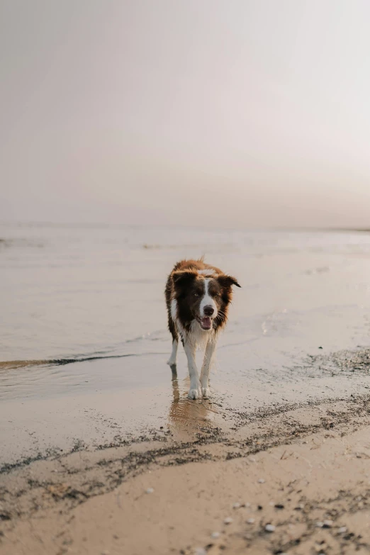 dog at beach standing in the waves on a calm day