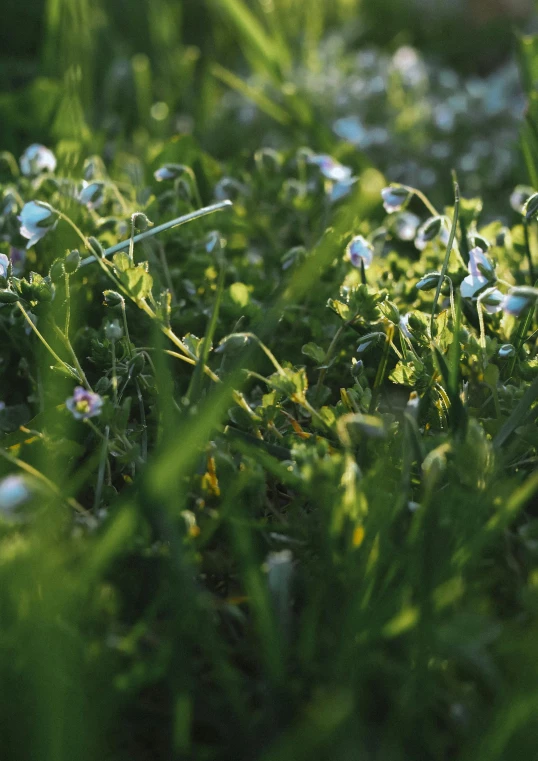 the green grass is covered with bubbles of water