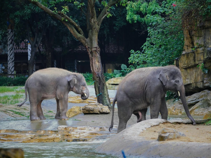 two elephants at the zoo drinking out of the water