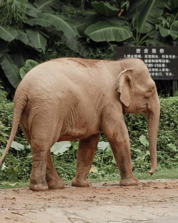 a small elephant standing next to some grass and a bush