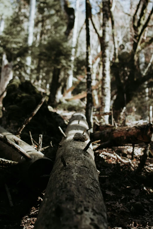 a log with the end cut out from a tree in the woods