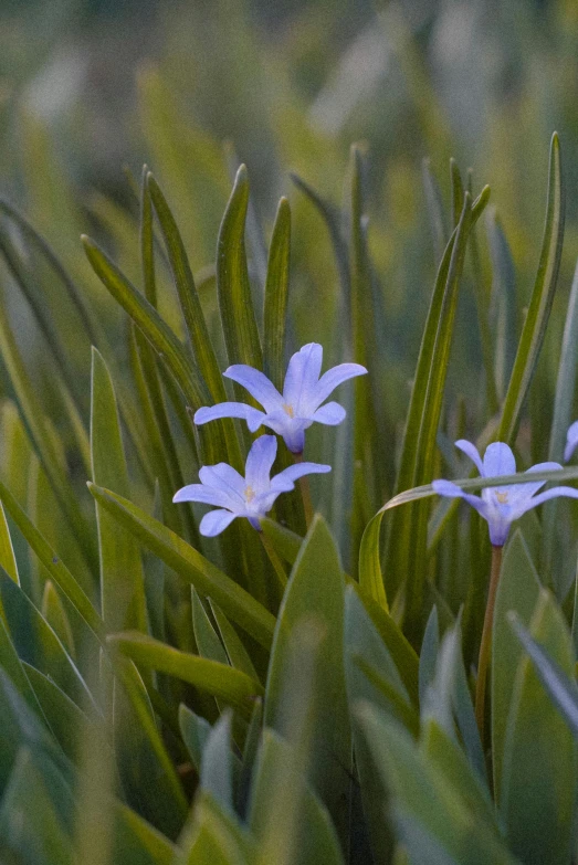 small white flowers surrounded by green grass