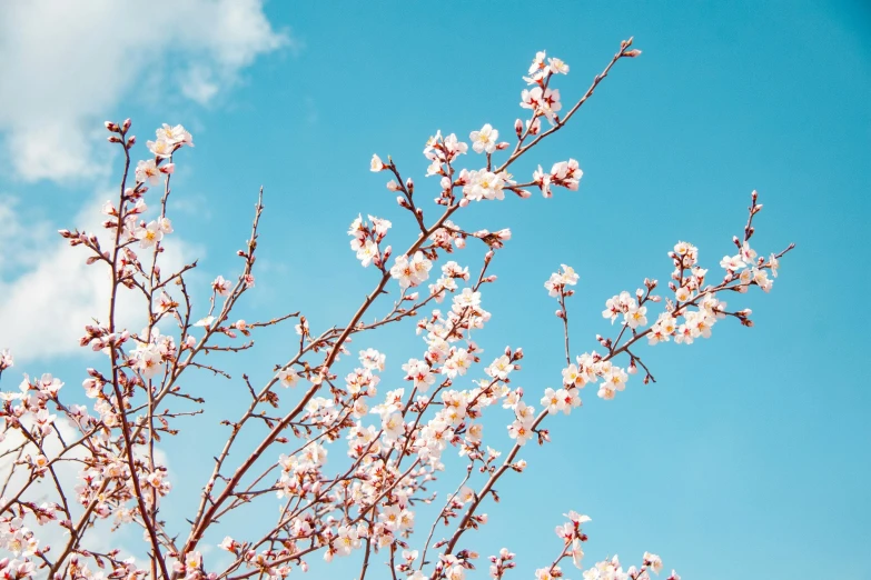 the nches of a tree in blossom against the sky