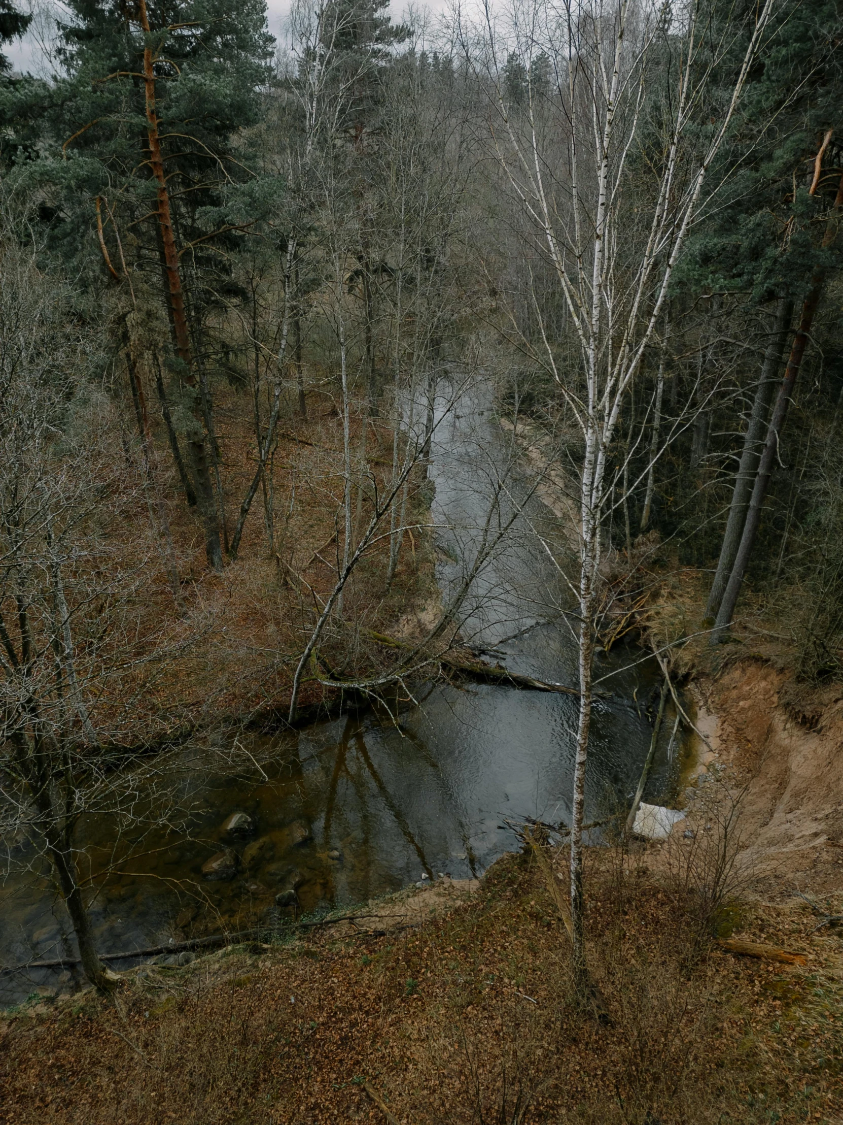 a view of the woods with a few trees around