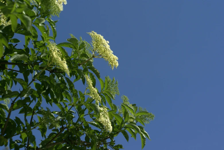 leaves and flowers on a tree near a bird flying in the sky