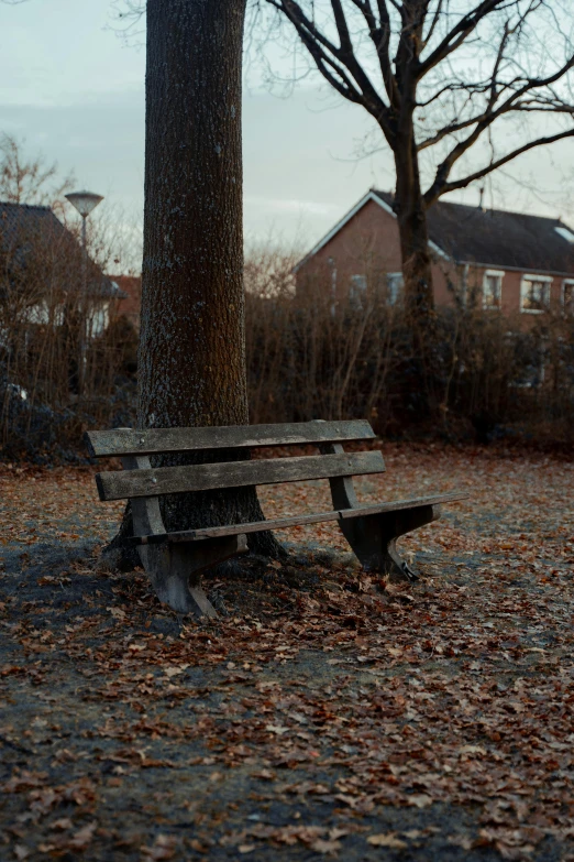 two wooden park benches against a large tree