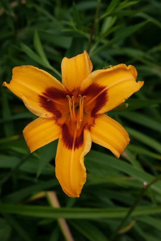 an orange and yellow iris on the side of some leaves