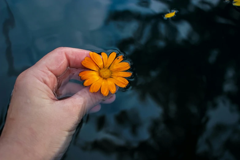 a person holding a single orange flower in their left hand