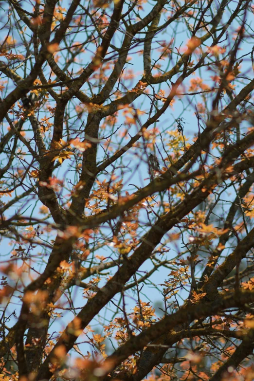 a bird is perched on the nches of a tree