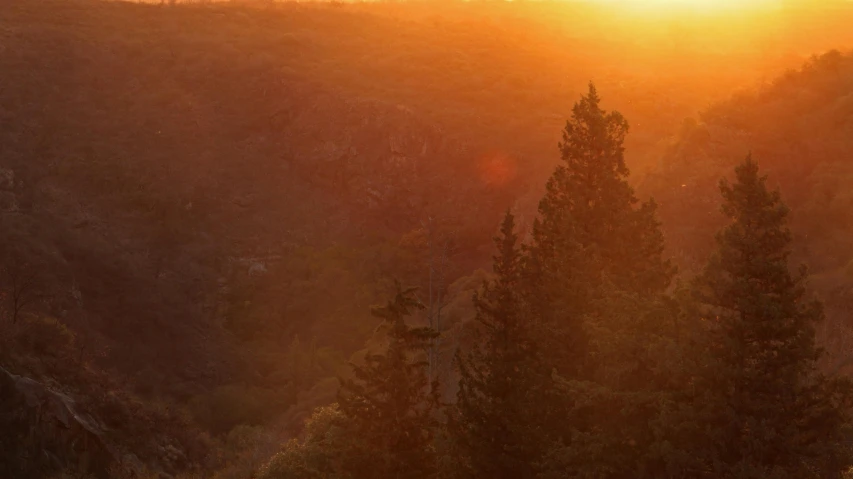 a hillside with trees and the sun shining through