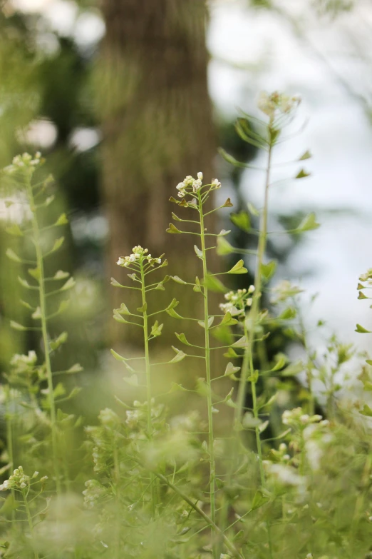 the tall plant with white flowers is all alone