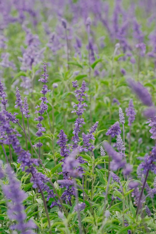 the flowers in the field are purple