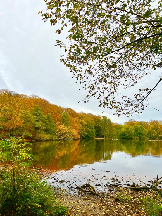 a body of water surrounded by trees and shrubs