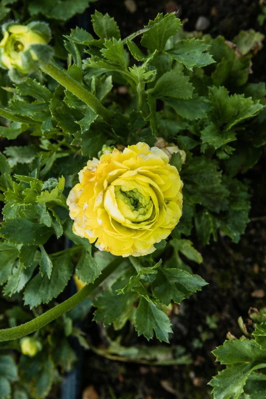 an overhead view of a flower in a planter