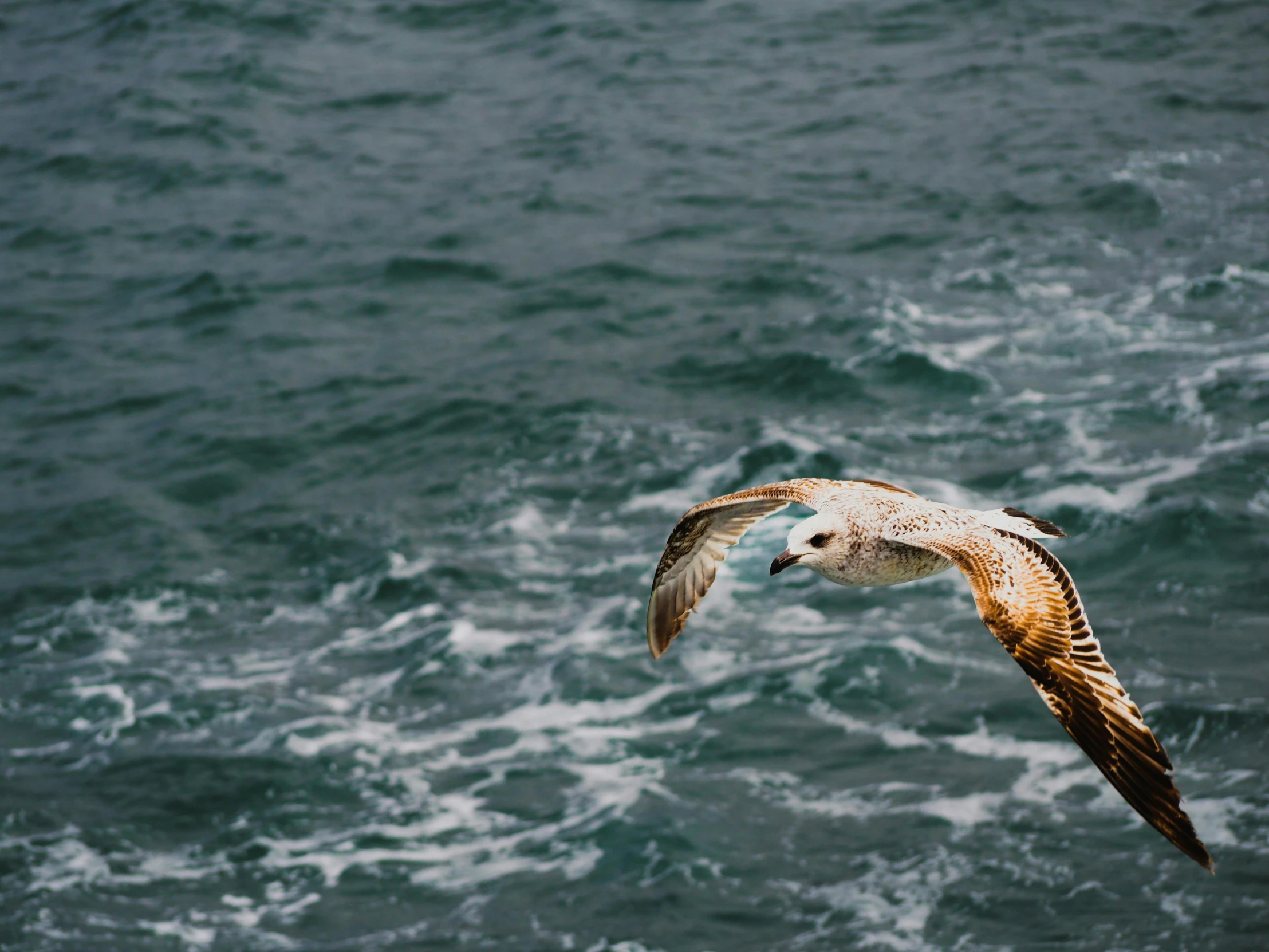 a bird flying over a body of water