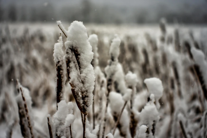 a po of a plant covered in snow