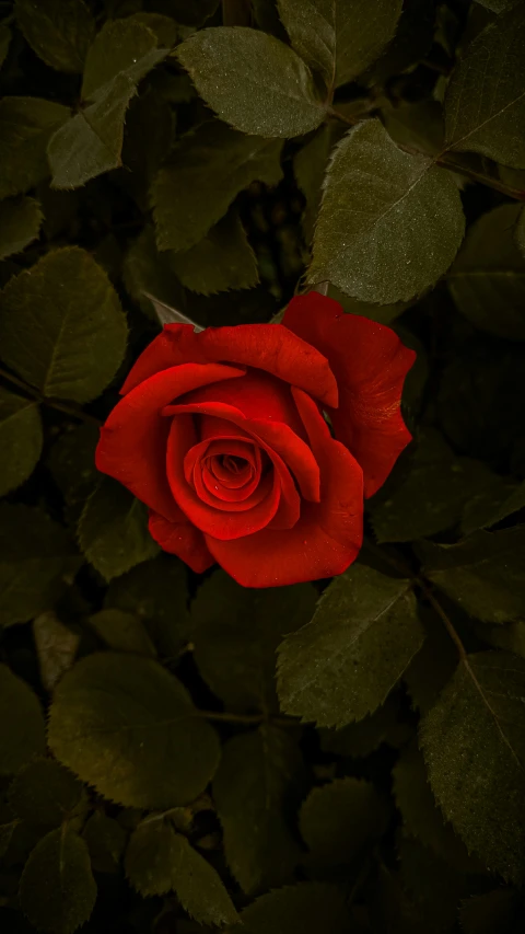 a large red rose that is sitting in a plant