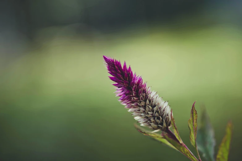 small purple flower on a long stem next to blurry background