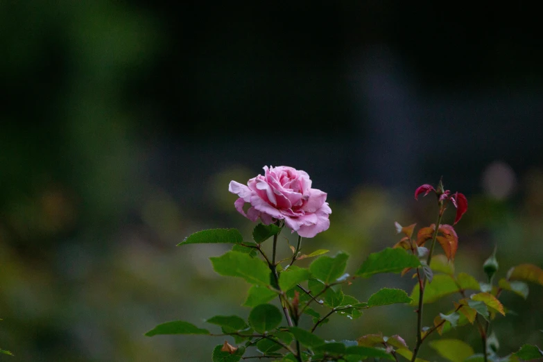 a pink rose on the stem of a bush