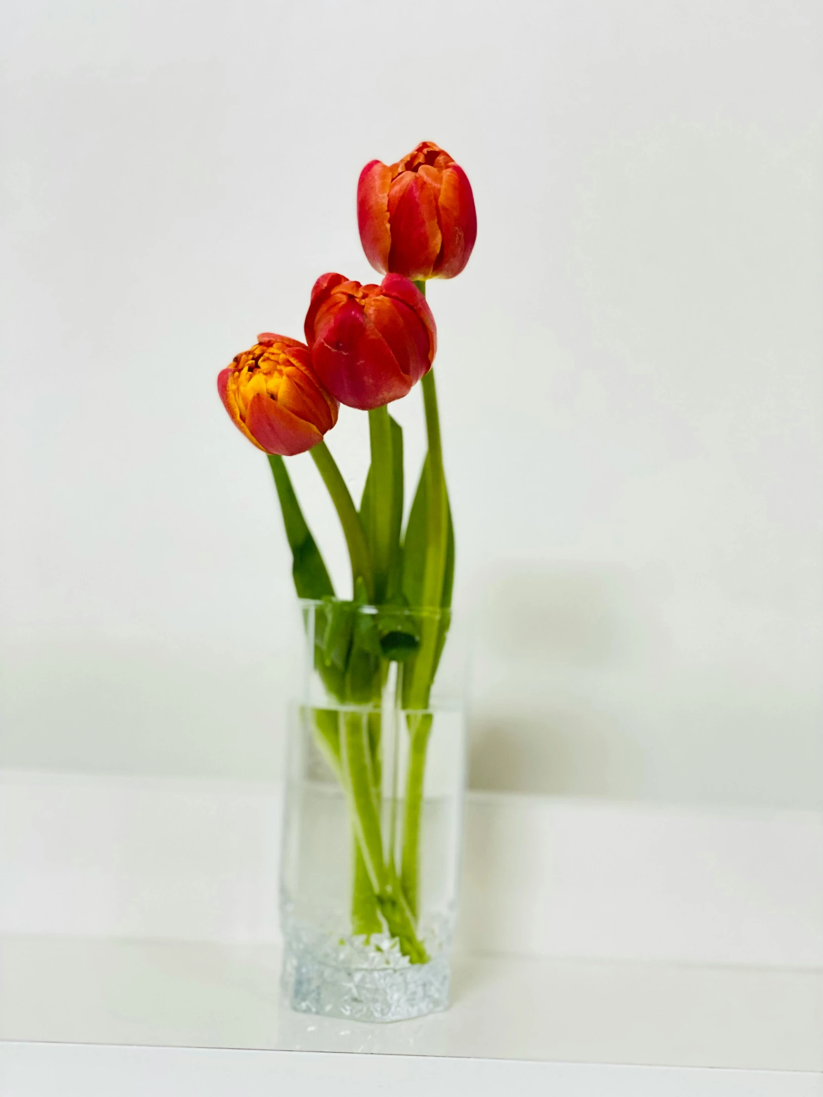 some red and yellow flowers are in a clear vase