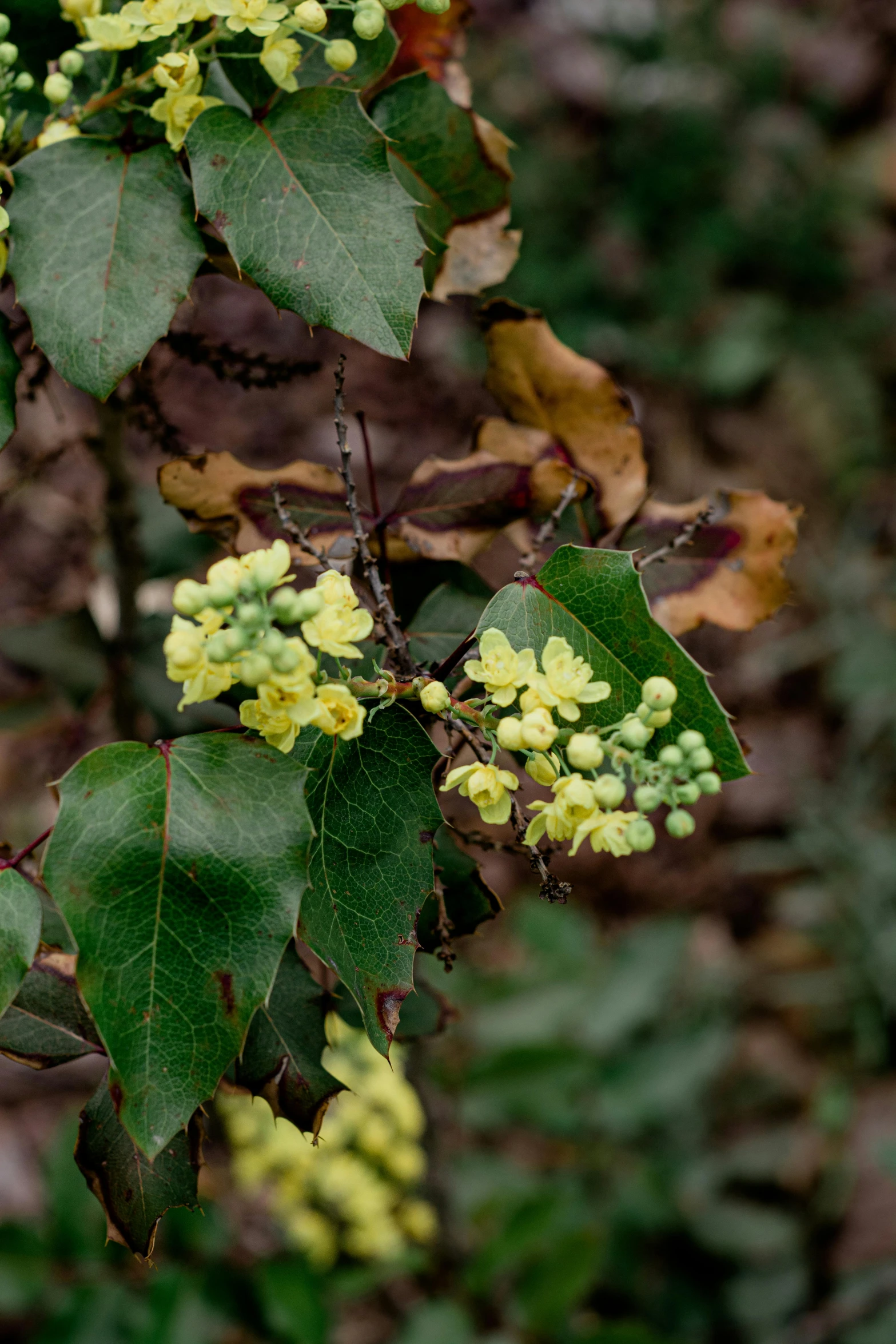 a nch with yellow flowers on it