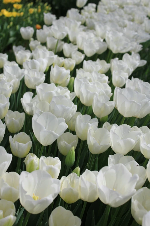 large white flowers with long stems in a garden