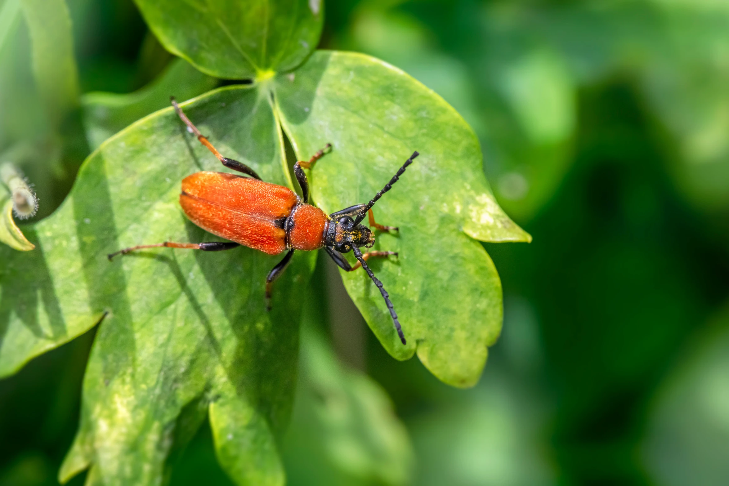 a beetle sitting on top of green leaves