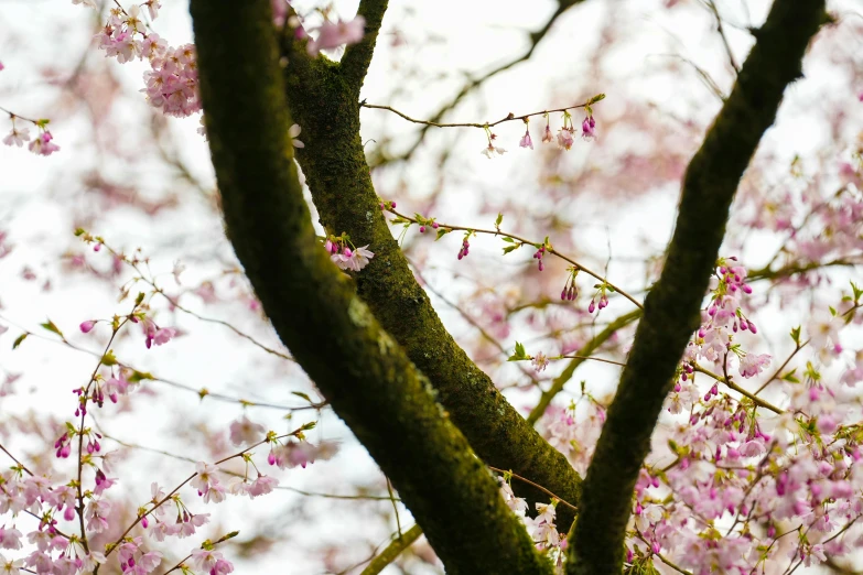 a tree with some pink flowers near the ground