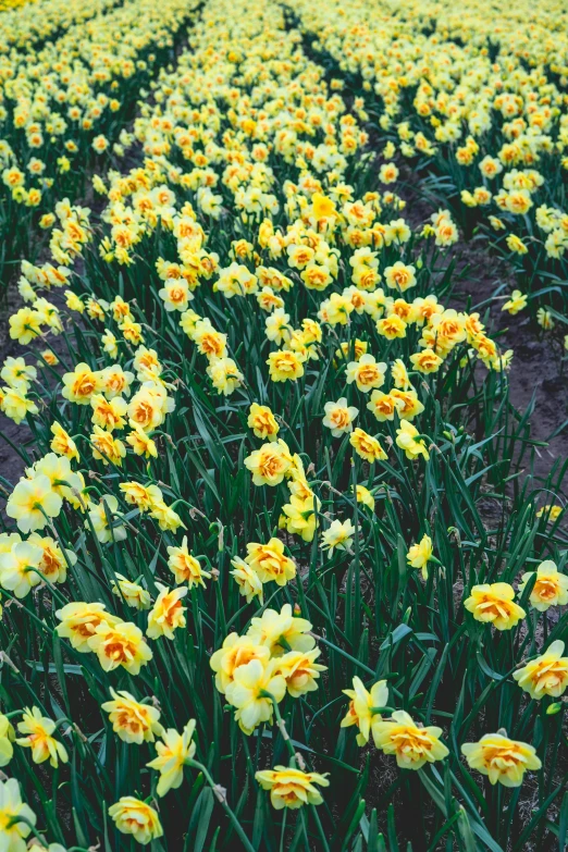 yellow flowers in a field are ready to blossom