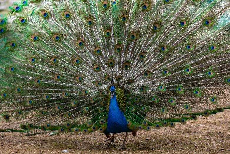 a peacock with it's feathers fully open walking away