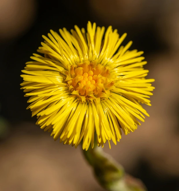 an image of the top of a plant