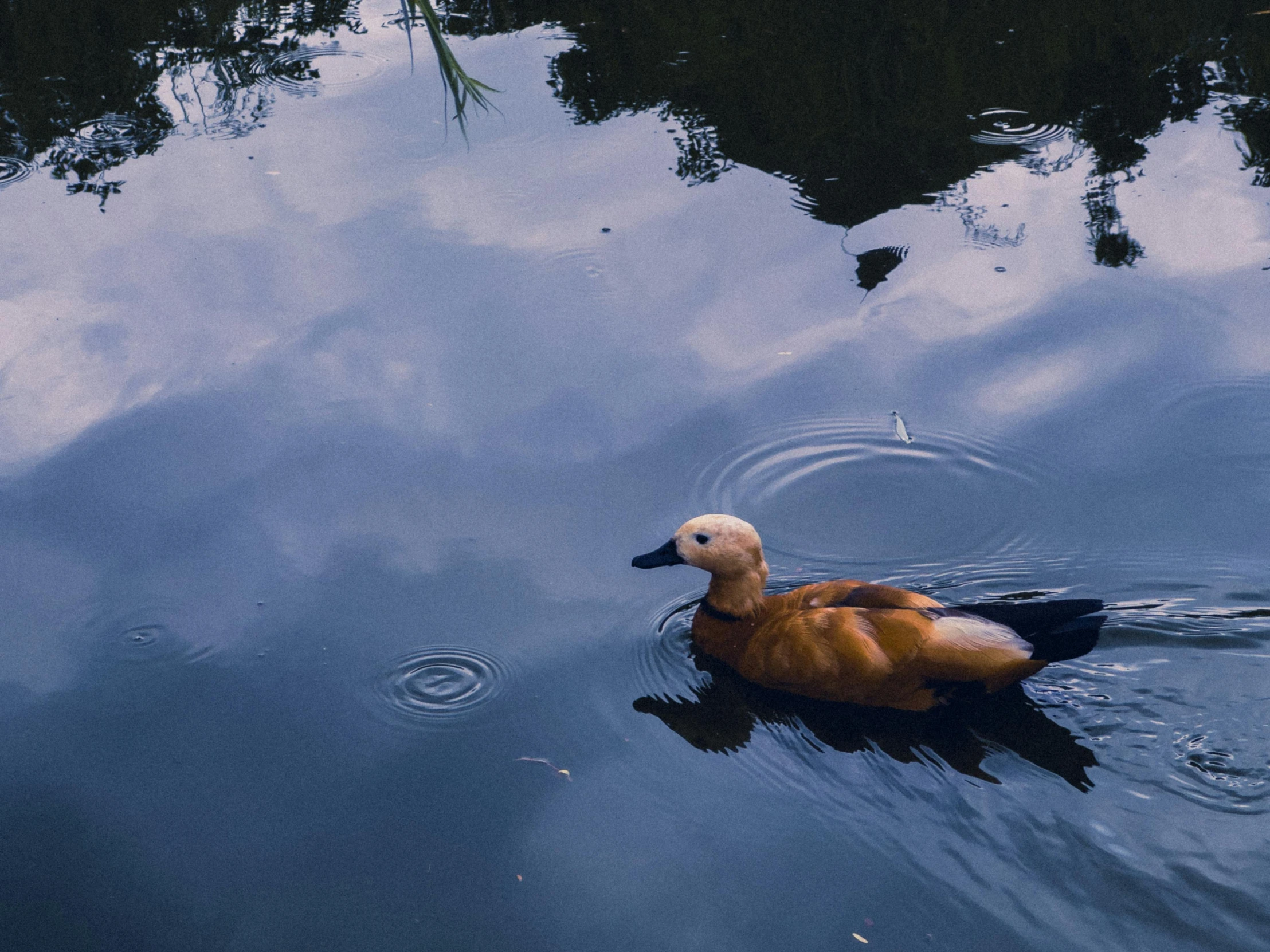 a duck is swimming in the lake with blue sky and clouds