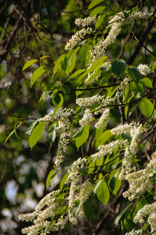 there is a plant that has white flowers and green leaves