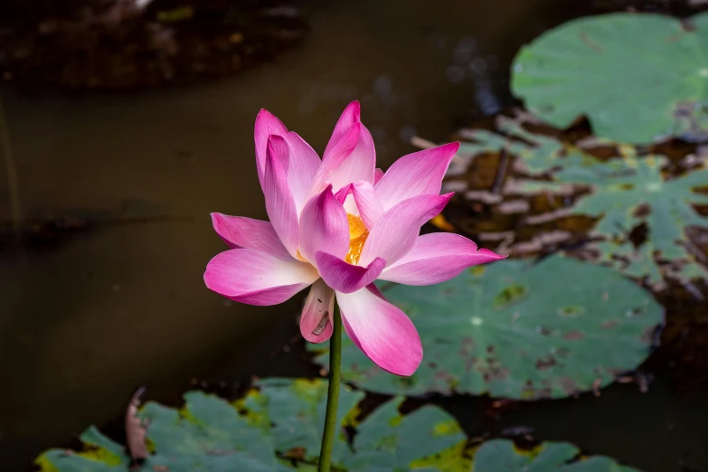 a pink lotus in a pond with lily pads