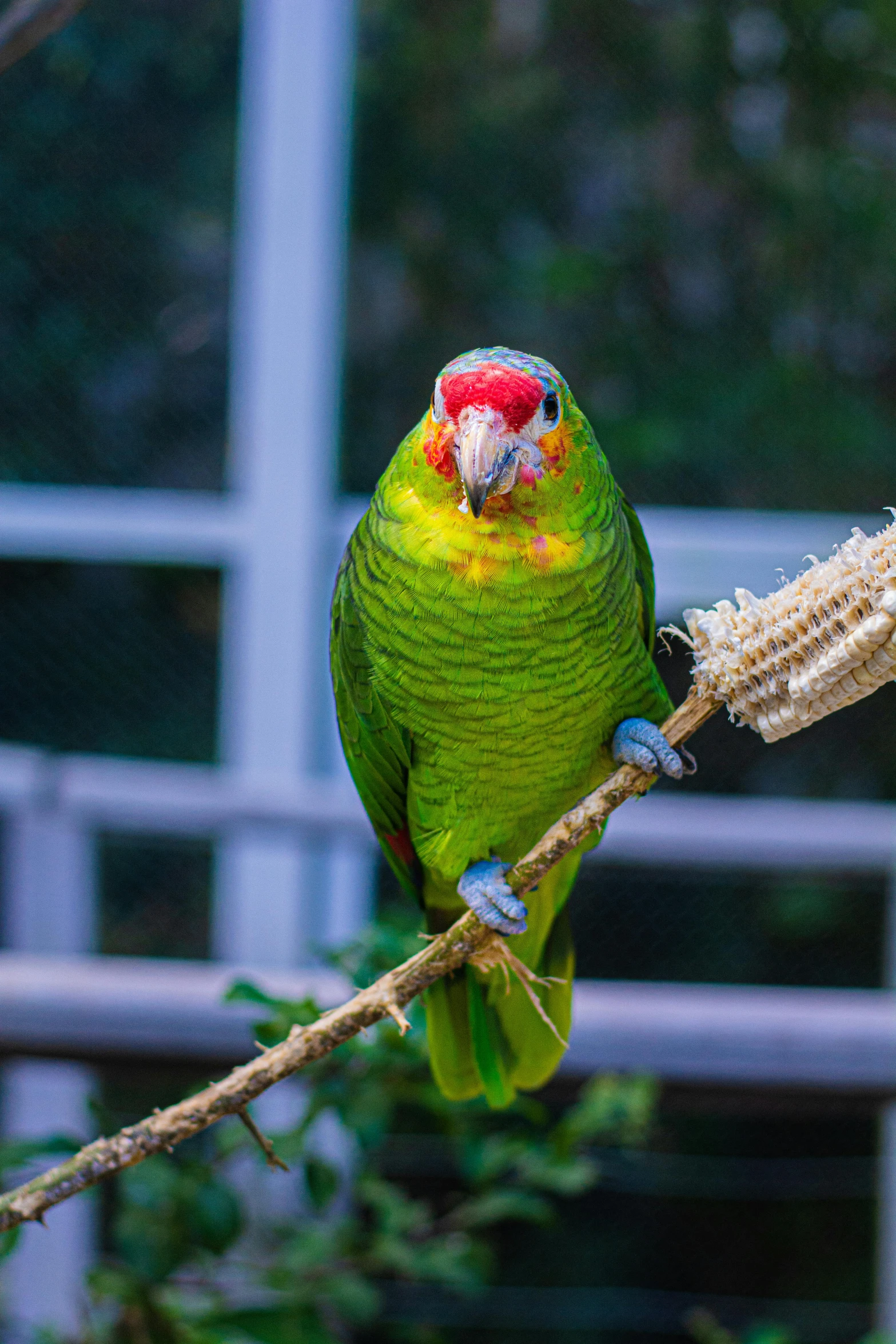 a parrot perched on a tree limb on its own