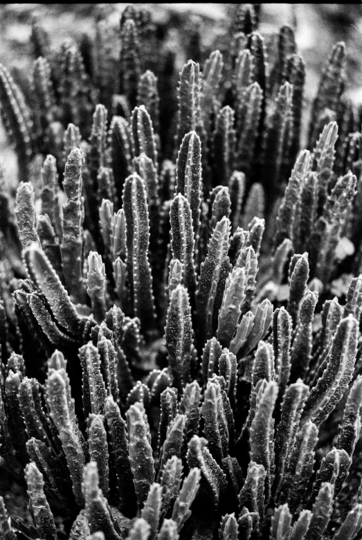 very small, wet plant like plants covered in dew