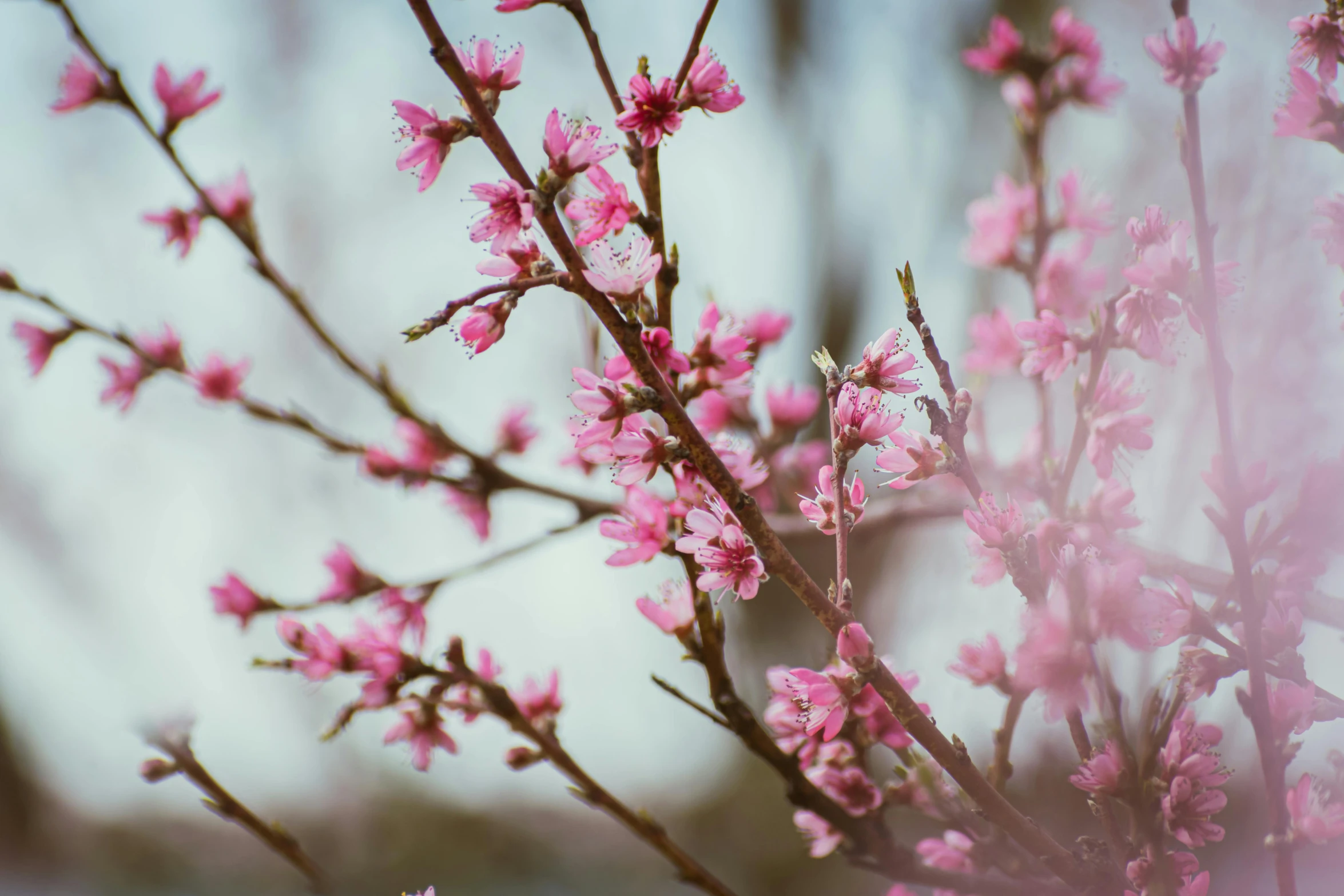 a group of pink flowers against a white sky