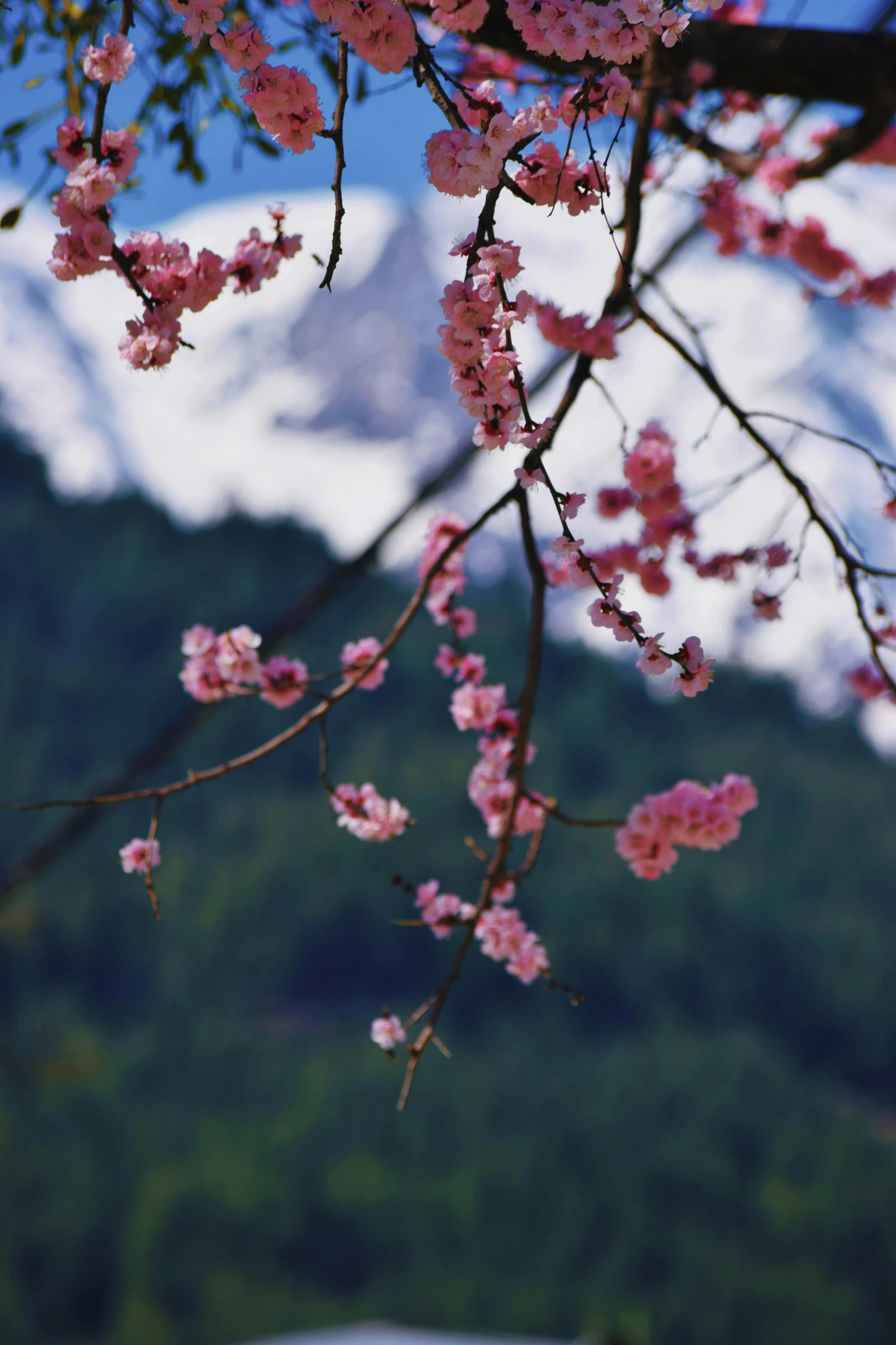 closeup of a tree with flowers on it and snow capped mountains behind