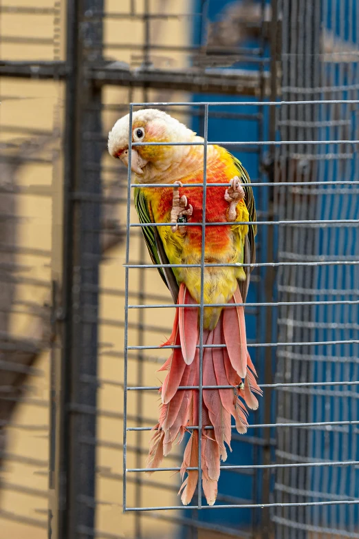 a colorful bird sitting on top of a metal cage