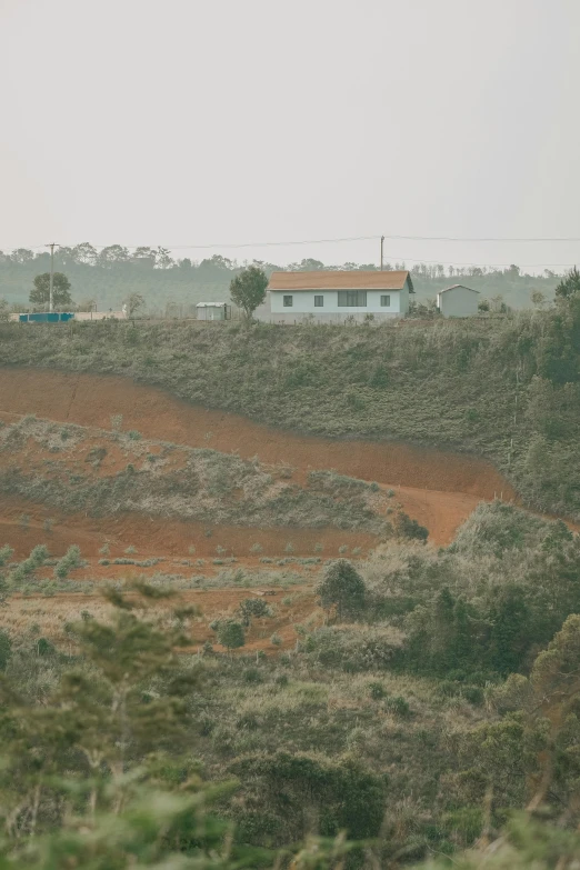 a hill with trees and bushes on it