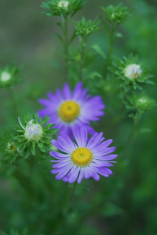 several bright purple flowers in the middle of green plants