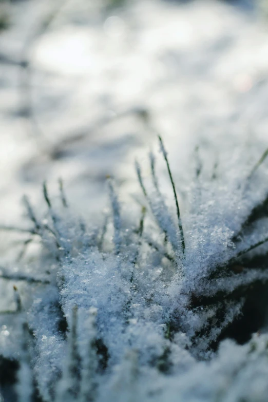 a pine tree that is covered in a bunch of snow