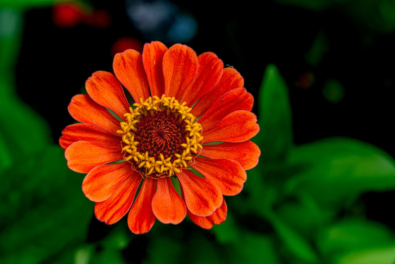 the orange flower has been bloomed for many years