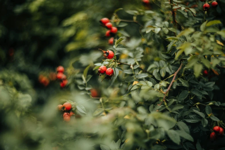 bushbery with ripe berries in a park setting