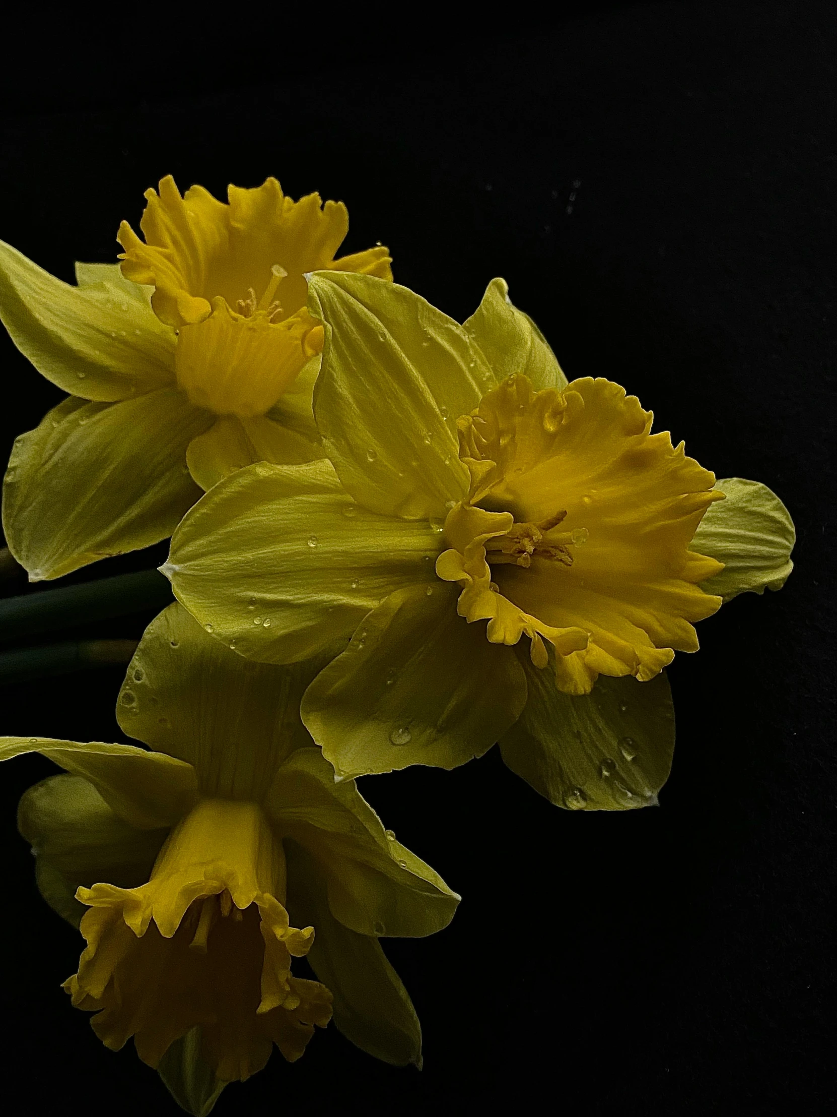 three yellow flowers that are next to each other