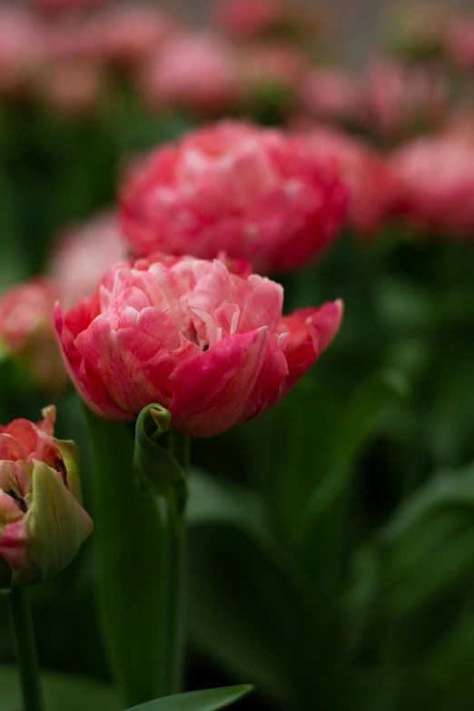 red flowers on a garden bed with green leaves