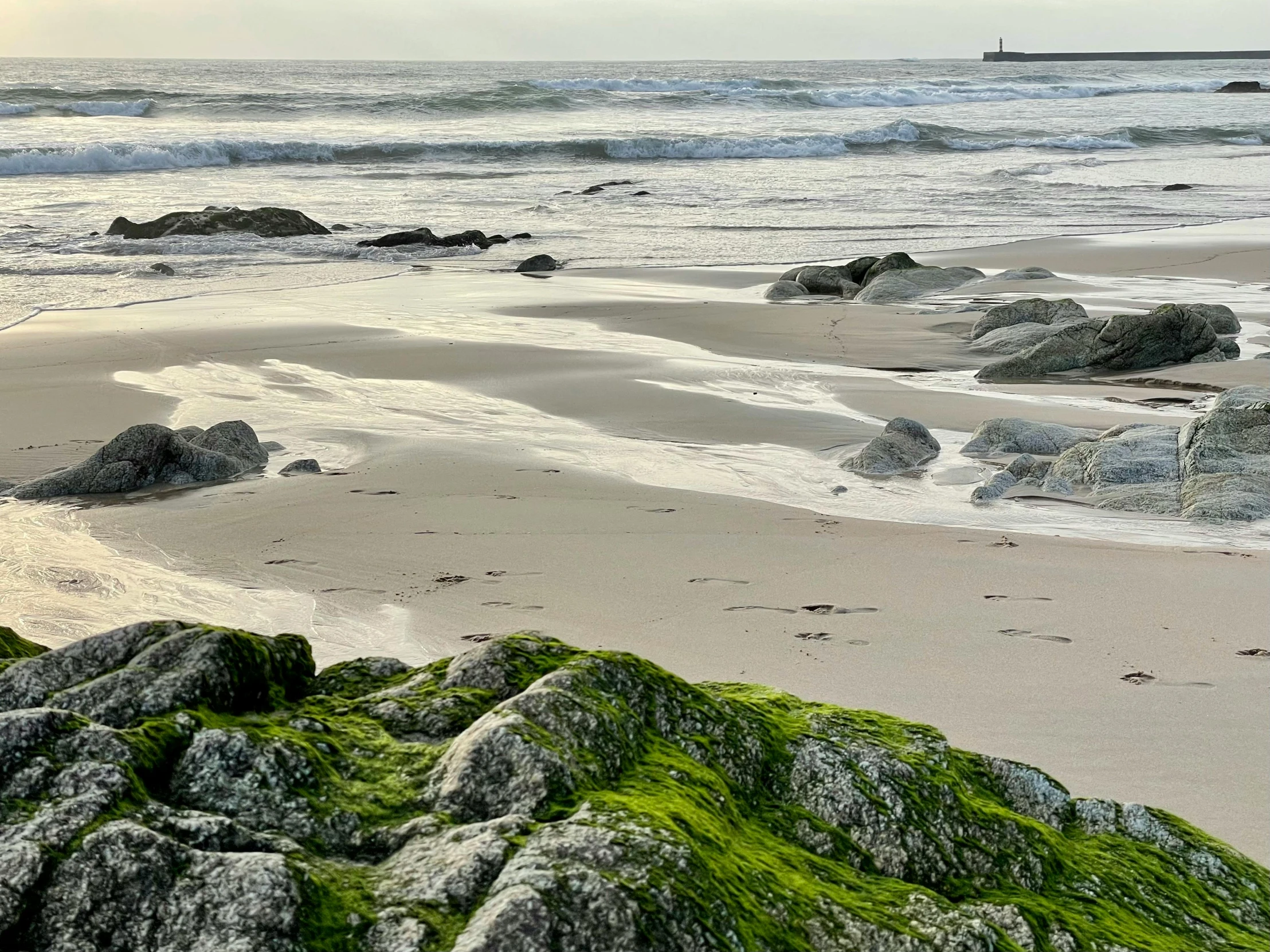 a bunch of rocks with some green algae on them