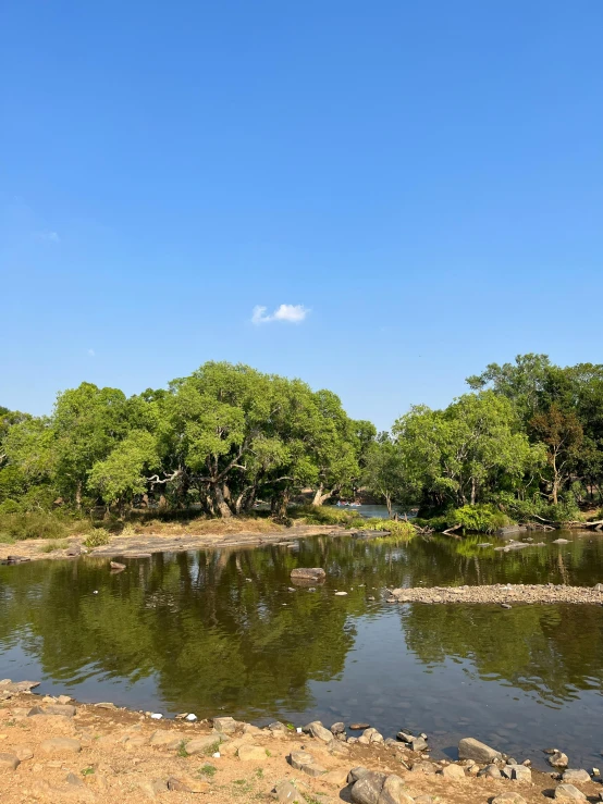 giraffes in the distance walking along water by the land