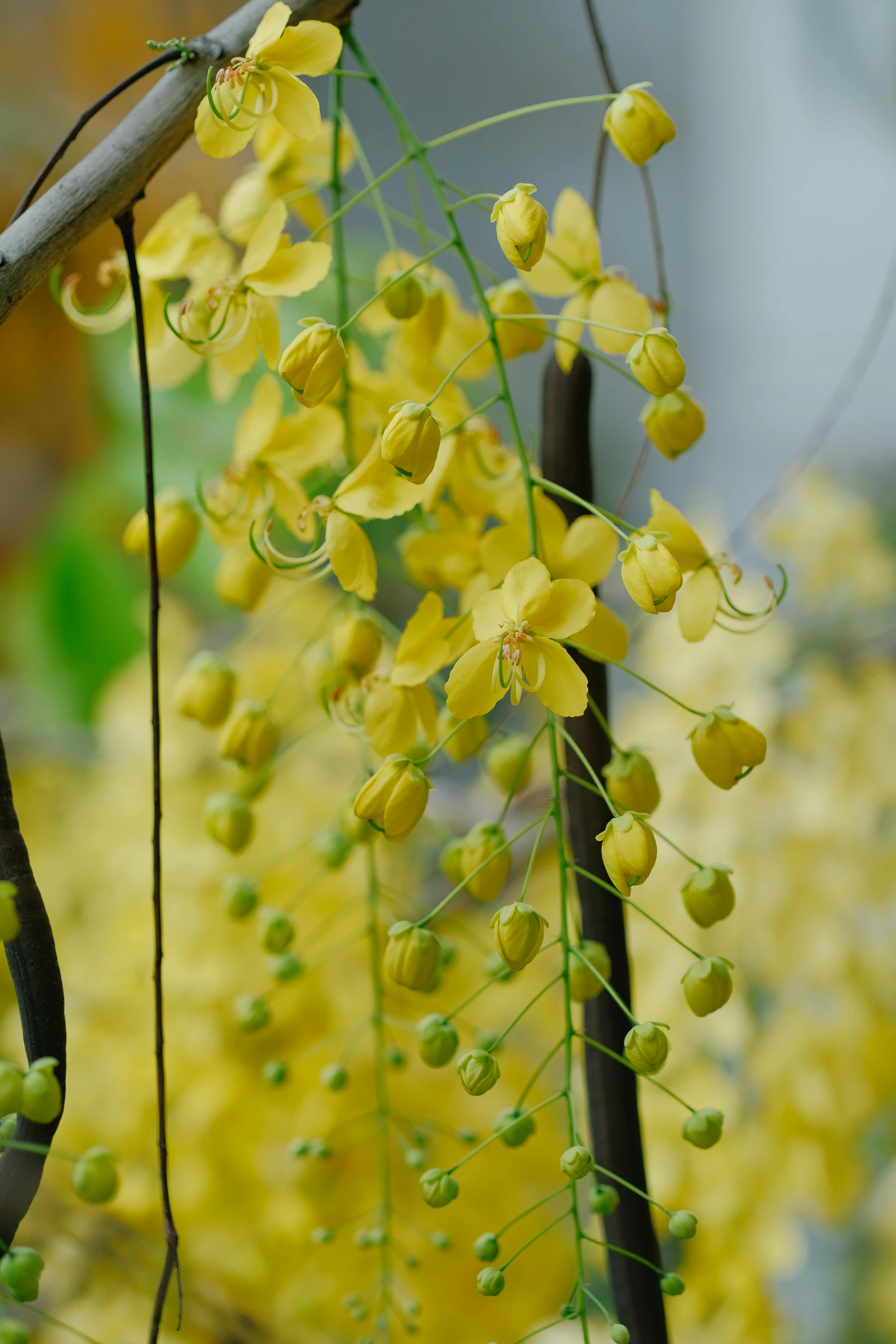 a very pretty yellow flower hanging from a tree